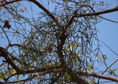 Viscum articulatum