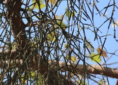 Viscum articulatum