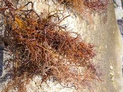 Gongolaria barbata