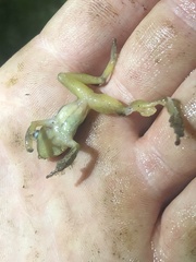 Pristimantis enigmaticus