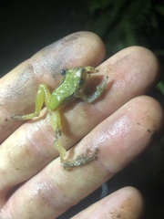 Pristimantis enigmaticus