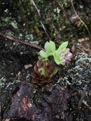 Crassuloideae