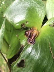 Pleurothallis cordata