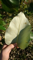 Populus