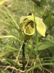 Phragmipedium pearcei