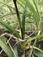 Phragmipedium pearcei