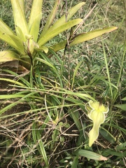 Phragmipedium pearcei