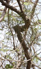 Viscum articulatum
