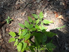Physalis virginiana
