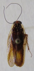 Euphyllodromia angustata
