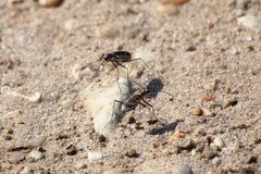 Ellipsoptera wapleri