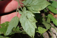 Physalis virginiana
