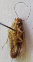 Euphyllodromia angustata