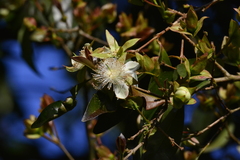 Eugenia involucrata