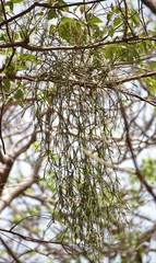 Viscum articulatum