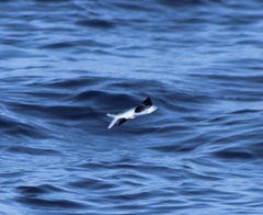 Cheilopogon cyanopterus