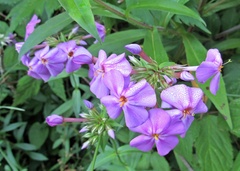 Phlox ovata