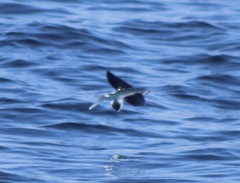 Cheilopogon cyanopterus