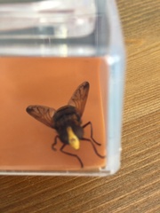 Volucella