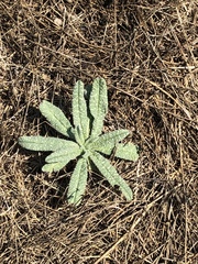 Echium italicum