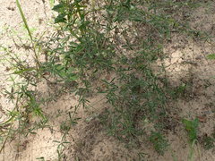 Pediomelum digitatum