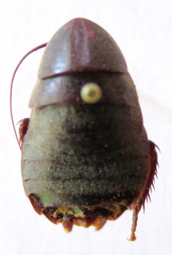 Nyctibora noctivaga