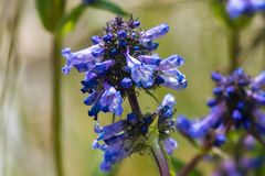 Penstemon attenuatus