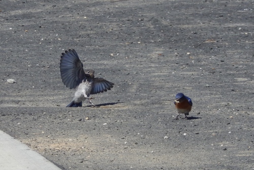 Eastern Bluebird photographed in Delaware