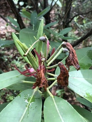 Rhododendron decorum