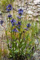Penstemon attenuatus