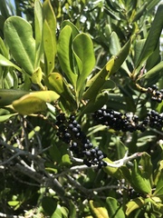 Myrsine cubana