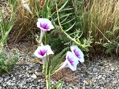 Ipomoea longifolia
