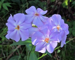 Phlox ovata