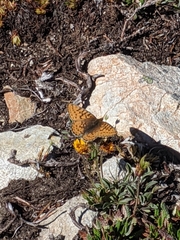 Boloria astarte astarte