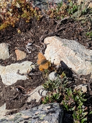 Boloria astarte astarte