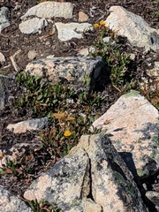 Boloria astarte astarte