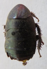Nyctibora azteca