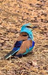 Coracias abyssinicus