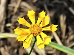 Coreopsis auriculata