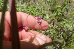 Polygala sanguinea