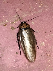 Blaberinae