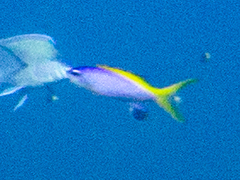 Mirolabrichthys evansi