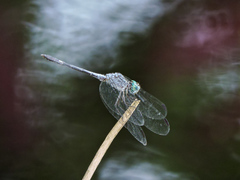 Micrathyria schumanni