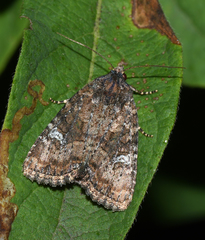 Mesapamea fractilinea