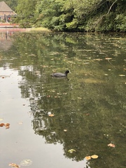 Fulica atra