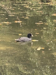 Fulica atra