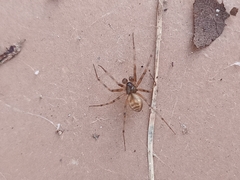 Lepthyphantes