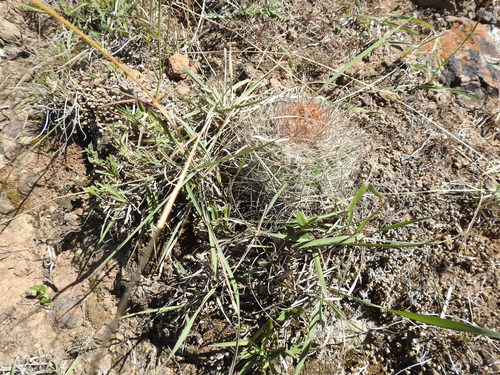 Parodia prestoensis