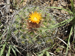 Parodia prestoensis