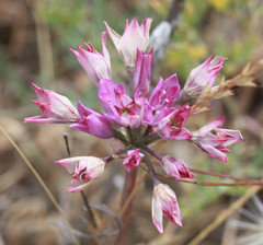 Allium dichlamydeum